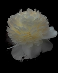 Miggy Wild - Peony