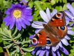 Richard Broadbent - Colour Co-ordination