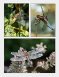 Richard Broadbent - Dragonflies