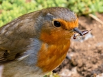 Richard Broadbent - Robin