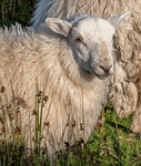 Wendy Meagher - Carding mill valley sheep