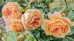 Wendy Meagher - June roses