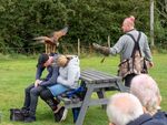 Colin Lamb - Falconry goes wrong