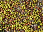 Colin Lamb - Crab apples