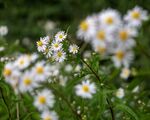Colin Lamb - Roadside Michaelmas daisies