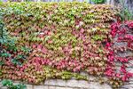 Martyn Pearse - Leaves_wall