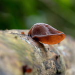 Jelly Ear fungus