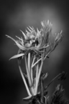 Tree peony - Colin Lamb
