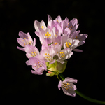Rosy-flowered garlic - Colin Lamb