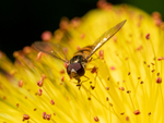Hoverfly on Hypericum calycinum - Colin Lamb