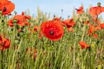 Lindsey Smith - We will remember them