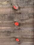 Miggy Wild - Poppies in the fence