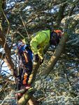 Colin Lamb - At work in the cedar tree
