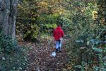 Paul Honigmann - November wood walk