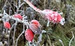 Ann Morland - Red Berries