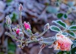 Martyn Pearse - Frosty Roses