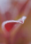Maureen Tyrrell - Red Leaf
