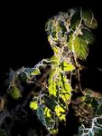 Ann Morland - Green Leaves