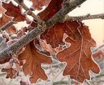 Ann Morland - Oak Leaf