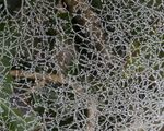 Colin Lamb - Frozen web