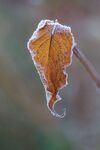Maureen Tyrrell - Brown leaf