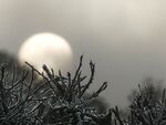 Miggy WIld - frost hedge