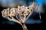 Nicky Westwood - Frozen Plant and Web