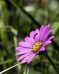 Colin Lamb - Shadow on osteospermum