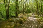 Lindsey Smith - Welsh Woodland