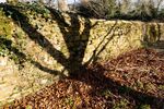 Nick Hardwick - Tree