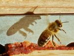 Paul Honigmann - Bee and shadow