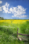 Kings Sutton Landscape 7