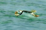 Andrew Dayer - Atlantic Puffin