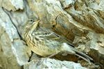 Andrew Dayer - Rock Pipit