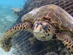 Chris Dean - Turtle