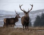 Courtney Killpack - Cairngorm Deer