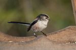 Lindsey Smith - Long Tailed Tit