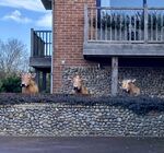 Maureen Robinson - The Cows Jumped Over the Wall