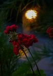 Maureen Tyrrell - Street Light