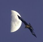 Miggy Wild - Moon and Kite