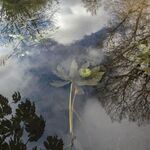 Miggy WIld - Reflections or not