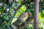 Nicky Westwood - My friendly robin