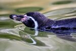 Nicky Westwood - Humboldt penguin swimming