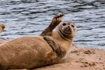 Richard Broadbent - Grey seal at Holme-next-the-Sea