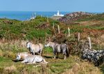 Richard Broadbent - Strumble Head Lighthouse