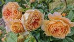 Wendy Meagher - June Roses