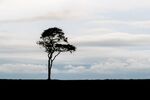 Colin Lamb - Tree at Oliver's Castle