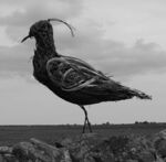 Maureen Robinson - Golden Plover Lover