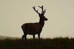 Lindsey Smith - Red Deer Stag