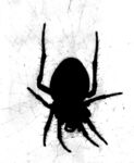 Miggy Wild - Spider